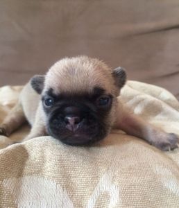 Pug Puppies***) ***-***4