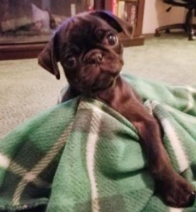 Pellionia Pugs For Sale