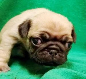 Handsome Kc Registered Pug Puppies