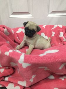 Kc Pug Puppies
