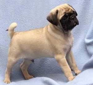 Well Socialized Pug Puppies Text (***) ***-***9