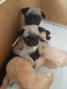 Pug Puppies For Sale