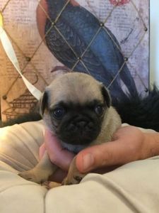Gorgeous Pug Housetrained With Papers