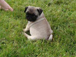 Purebreed Pug Puppies ***