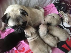 Gorgeous Kc Reg Pug Puppies