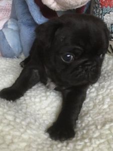 Gorgeous Kc Reg Pug