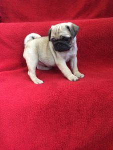Pug Puppies Ready Now