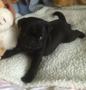 Akc Registered Pug Puppies Black Ready