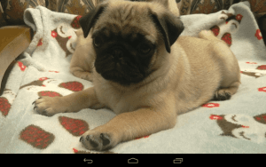 One Remaining Quality Kc Male Pug