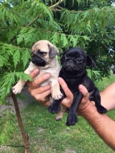 Adorable Pedigree Pug Puppies