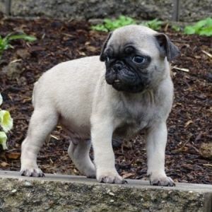 Healthy Pug Puppies