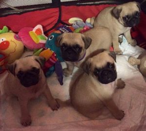 Beautiful 3/4 Pugs, Ready Now