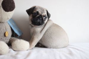 Show Quality Chunky Pug Pups
