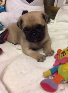 Pug Puppies