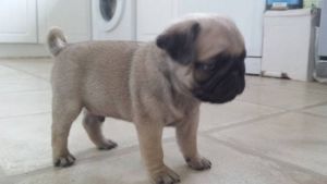 Kc Pug Puppies