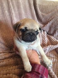 Intelligent Fawn and Black Pug Puppies
