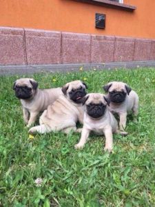 Kc Registered Pug Boy Puppy