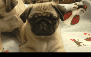 Kc Registered Pug Puppies - Ready Now