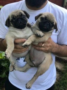Don't Miss Out. .. Pedigree Pug Puppies
