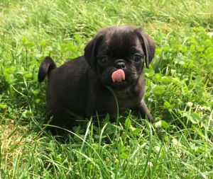 **pug Cross Shih Tzu Pups For Sale**