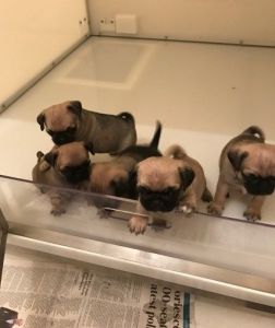 Stunning White And Silver Gene Carrying Pugs