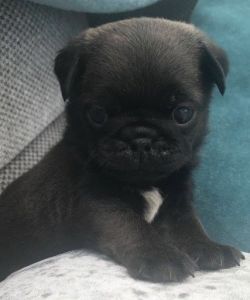 beautiful Kc Reg Pug Pup
