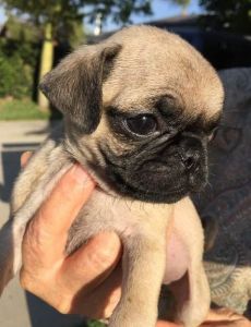 Boston terrier Pug mix male puppy
