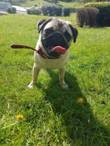 Cute pug puppy for free adoption