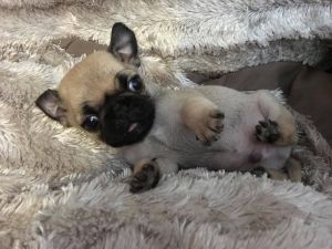 Pug Puppies