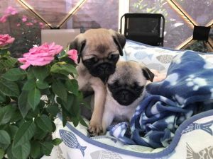 Kc Registered Girls (only 1 Available)