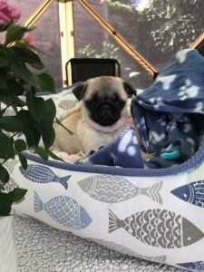 Fawn Pug Boy ( Kc Registered,