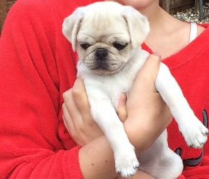 Ready Now Kc Pug Puppys 1 Girl,1boy Left