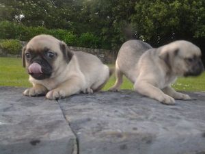 Adorable pug puppies