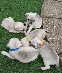 Male Kc Pug Puppy (at) Poss (bb)