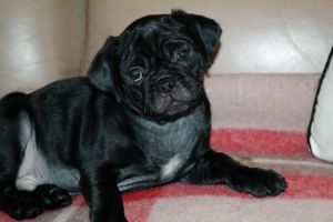 Kc Reg Silver Boy Pug