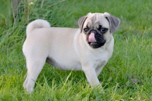Kc Pug Puppy Female *last One*