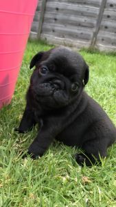 2 Stunning 7/8 Pug Cross Puppies Left