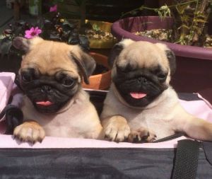 Stunning Lovable Pugs! 2 Boys And 1 Girl Left!