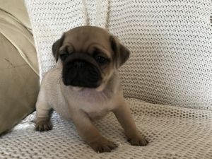 Kc Reggie For Sale Ready Now !!!