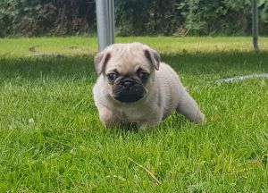 Two Stunning Pug Boys .. Kc Registered