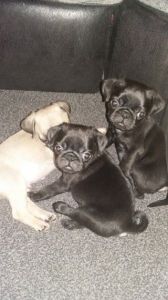 Pug Puppies