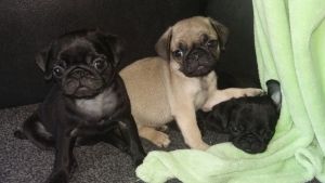 Traditional Pug Puppies.