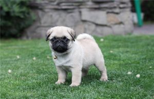 Pug puppies