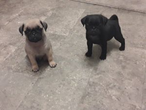 Kc Registered Pug Puppies