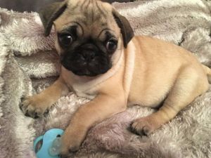 1 Girl 7/8 Pug Cross Left Ready To Leave 1 Week