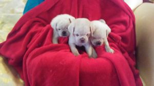 Exotic rare white pug puppies