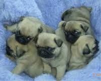 Registered Pug Carlino Puppies