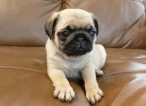 Adorable pug puppies for sale