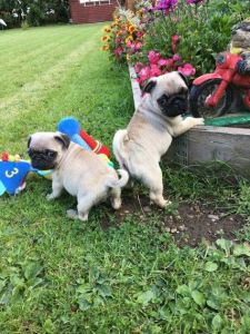 Stunning Pug Puppies For Sale Readynow