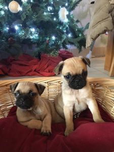 Pug Puppy Ready Now